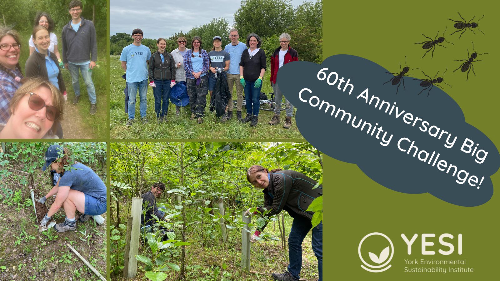 60th Anniversary Big Community Challenge, with images of YESI Team volunteering and some ants